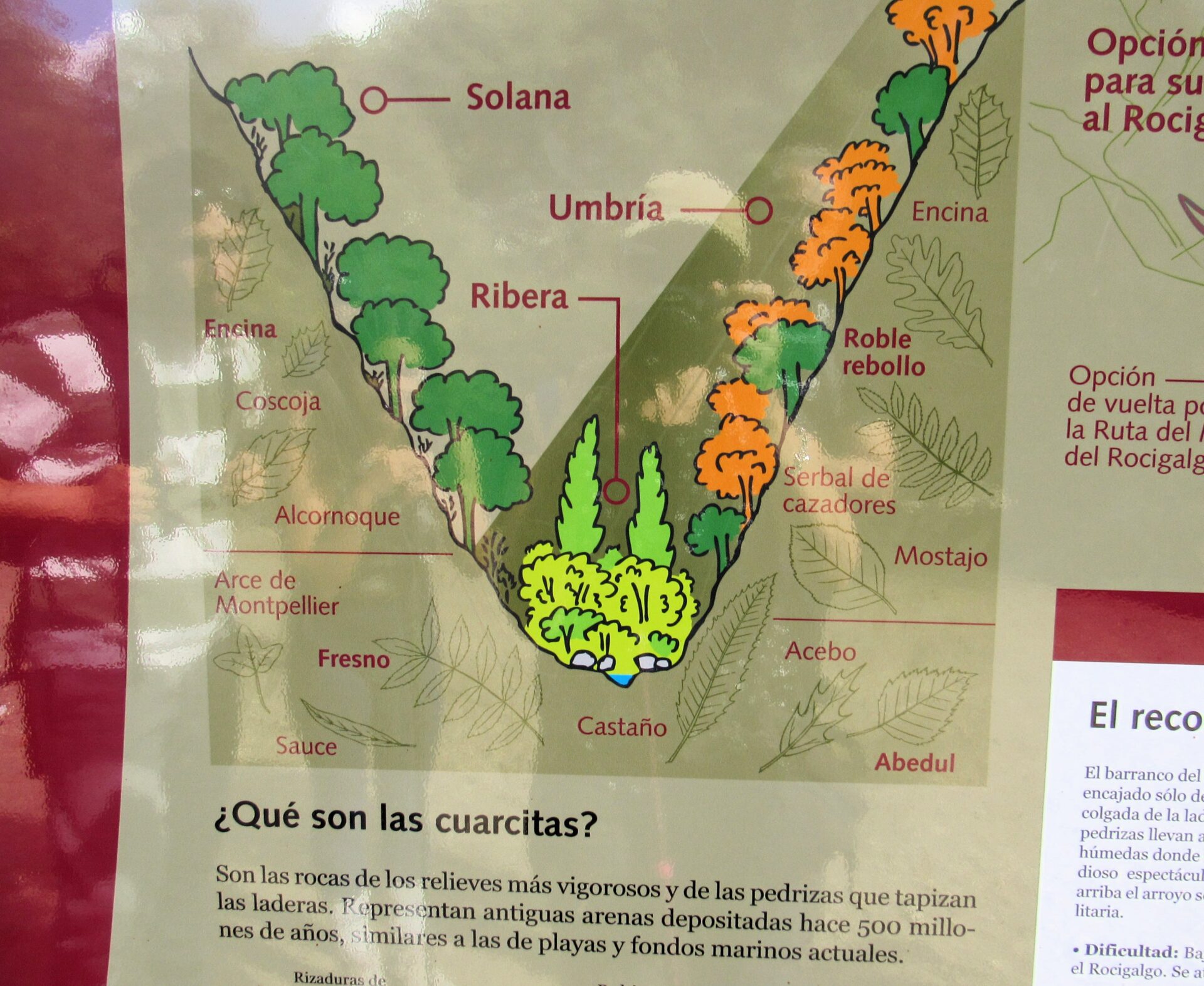 Vegetación ruta Navaliucillos