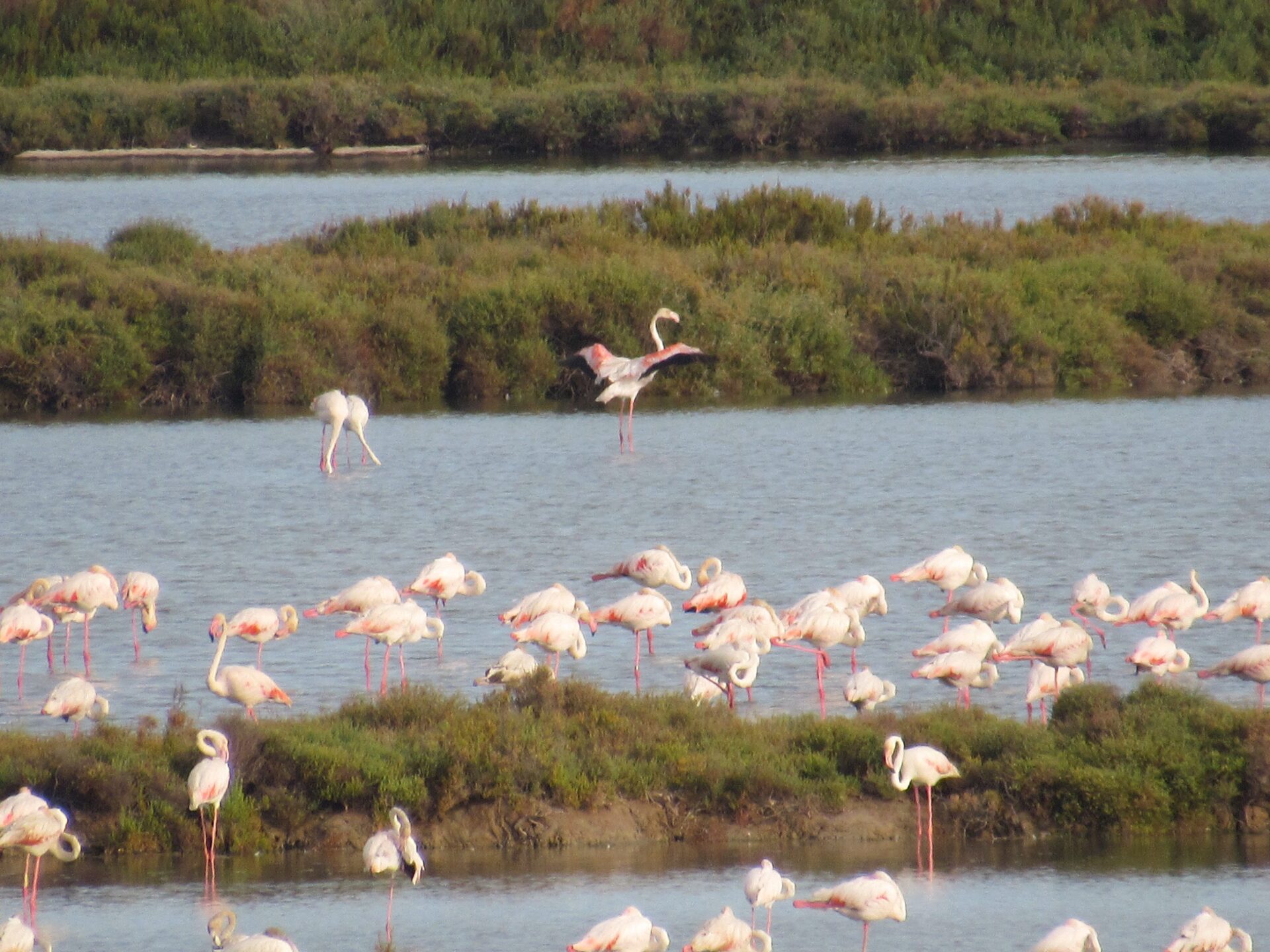 Flamencos en el Delta del Ebro