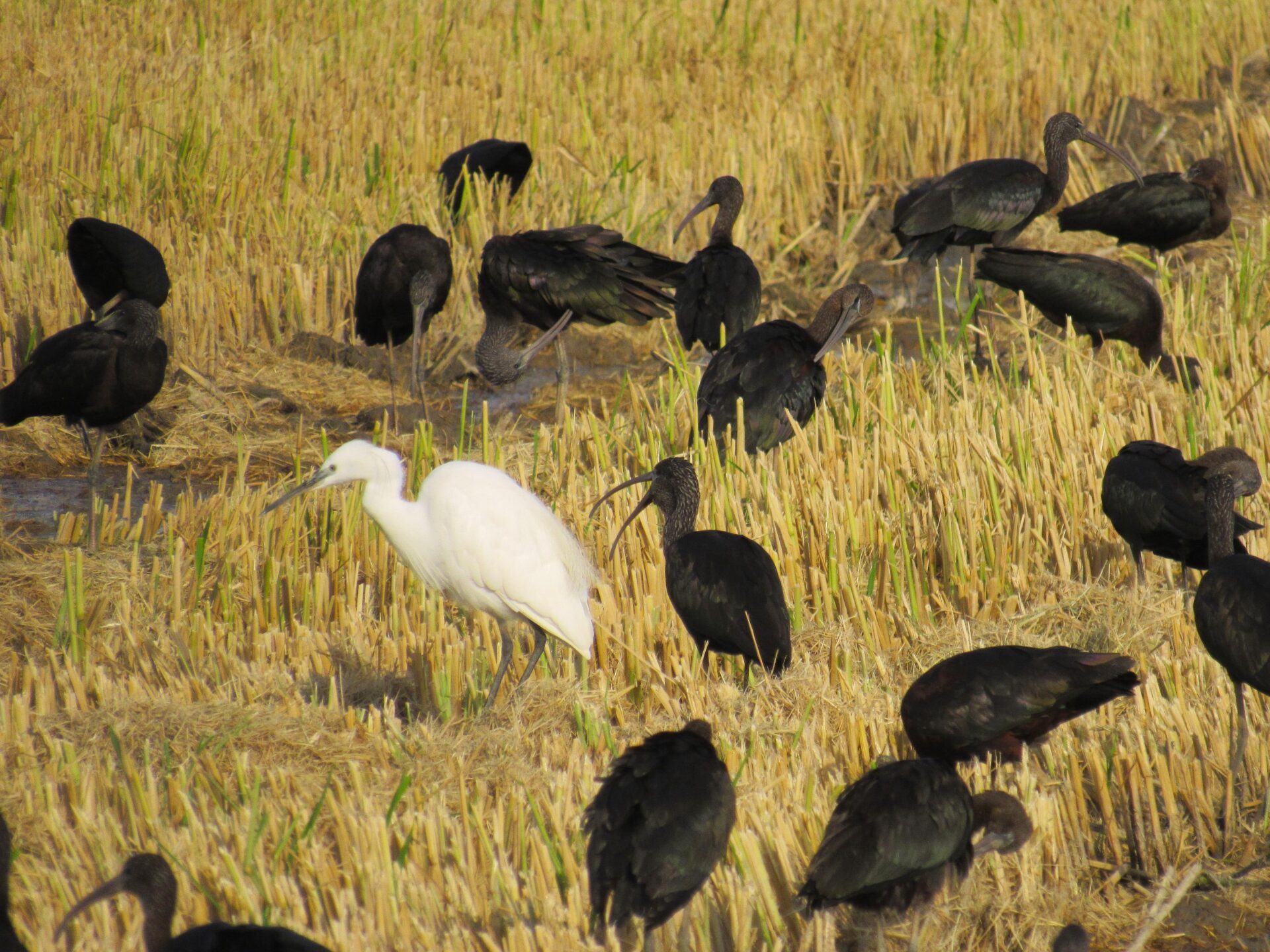 Aves del Delta del Ebro