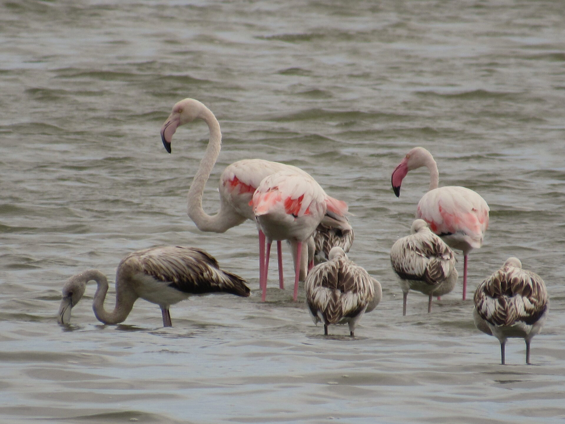 Qué ver en el Delta del Ebro. Paisajes con flamencos