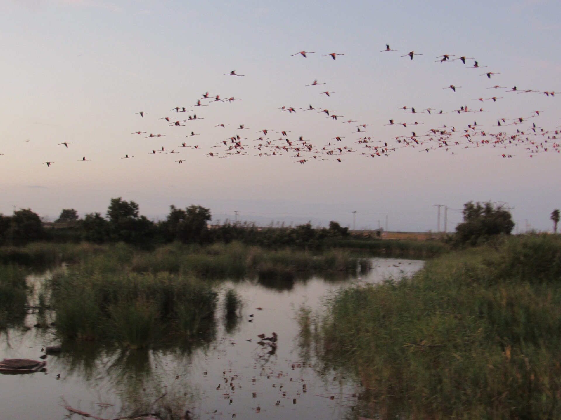 Flamencos volando sobre lagunas