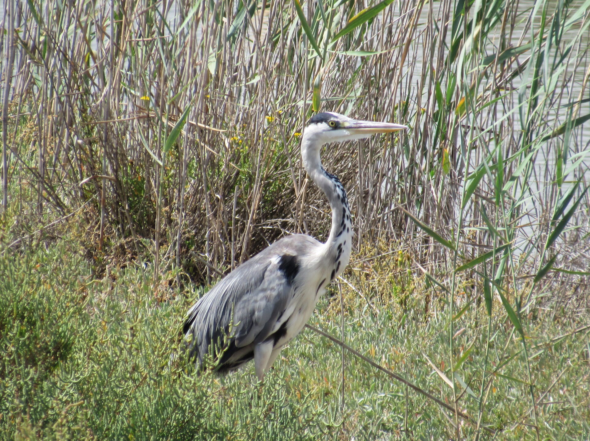 Garza real. Observatorios para ver aves en el Delta del Ebro