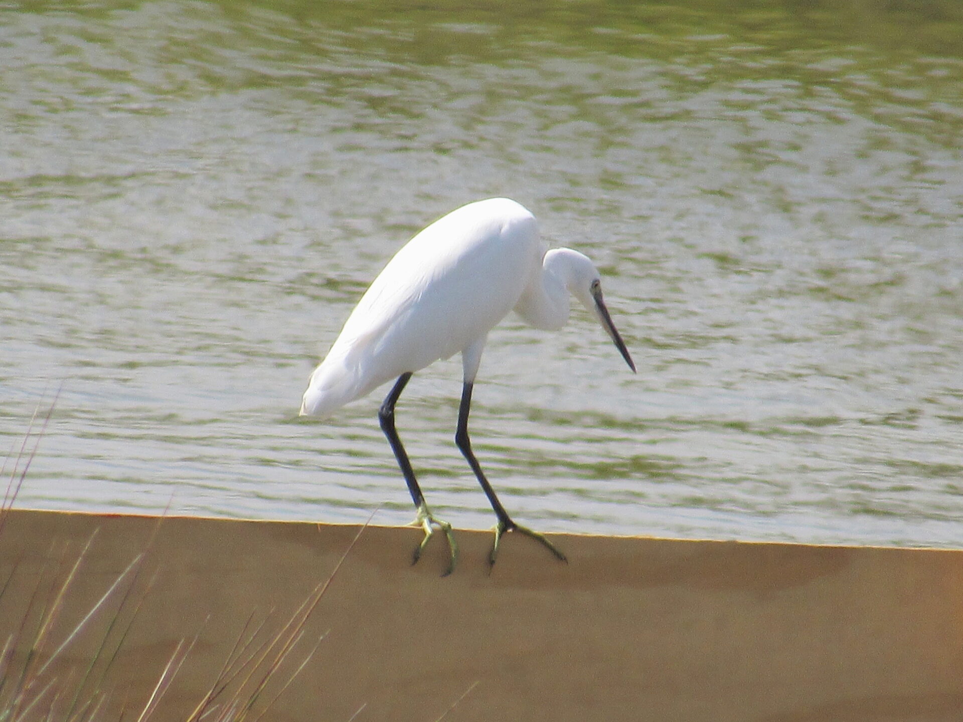 Garceta en el Delta del Ebro