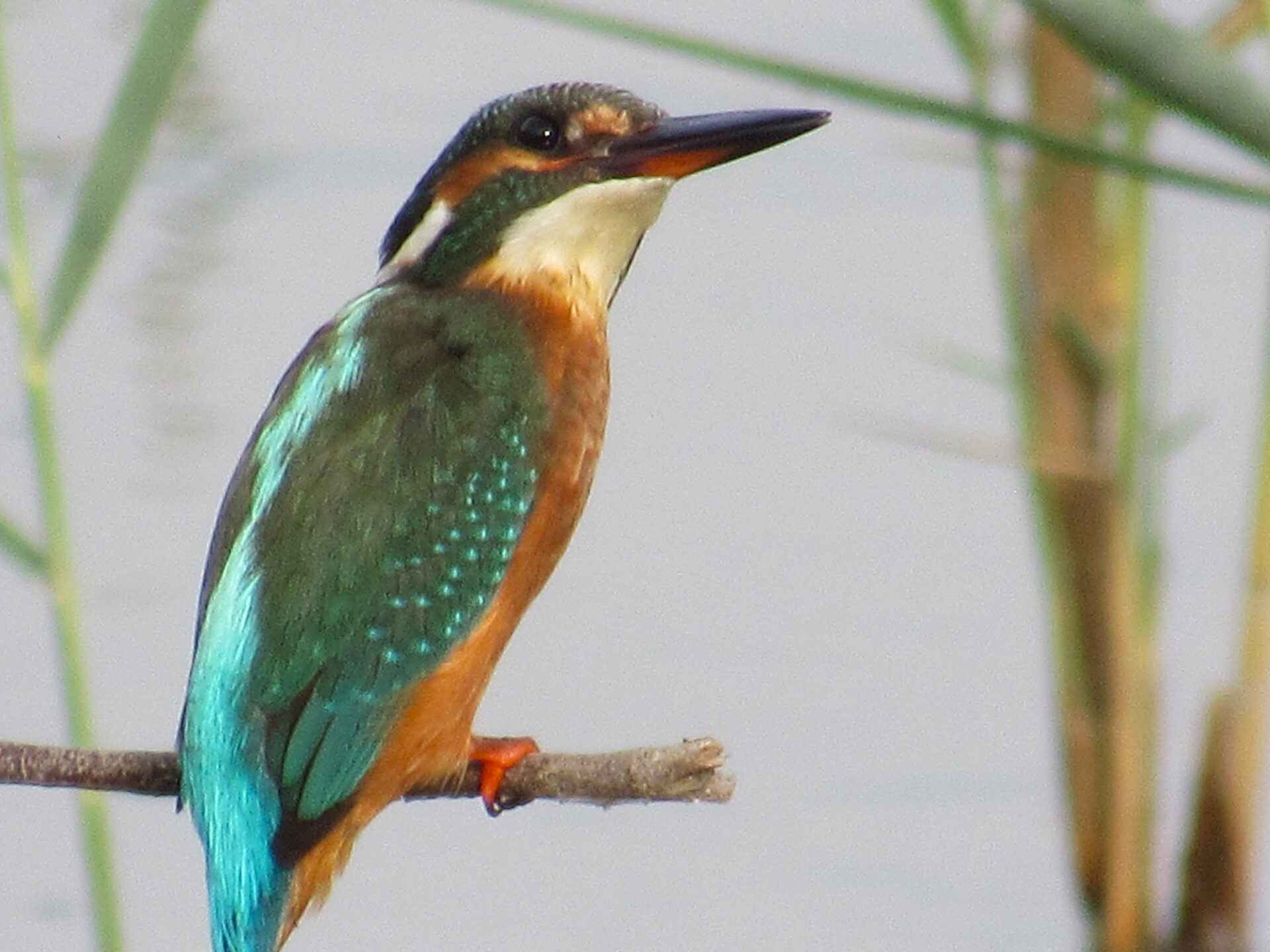Martín pescador con su colorido plumaje