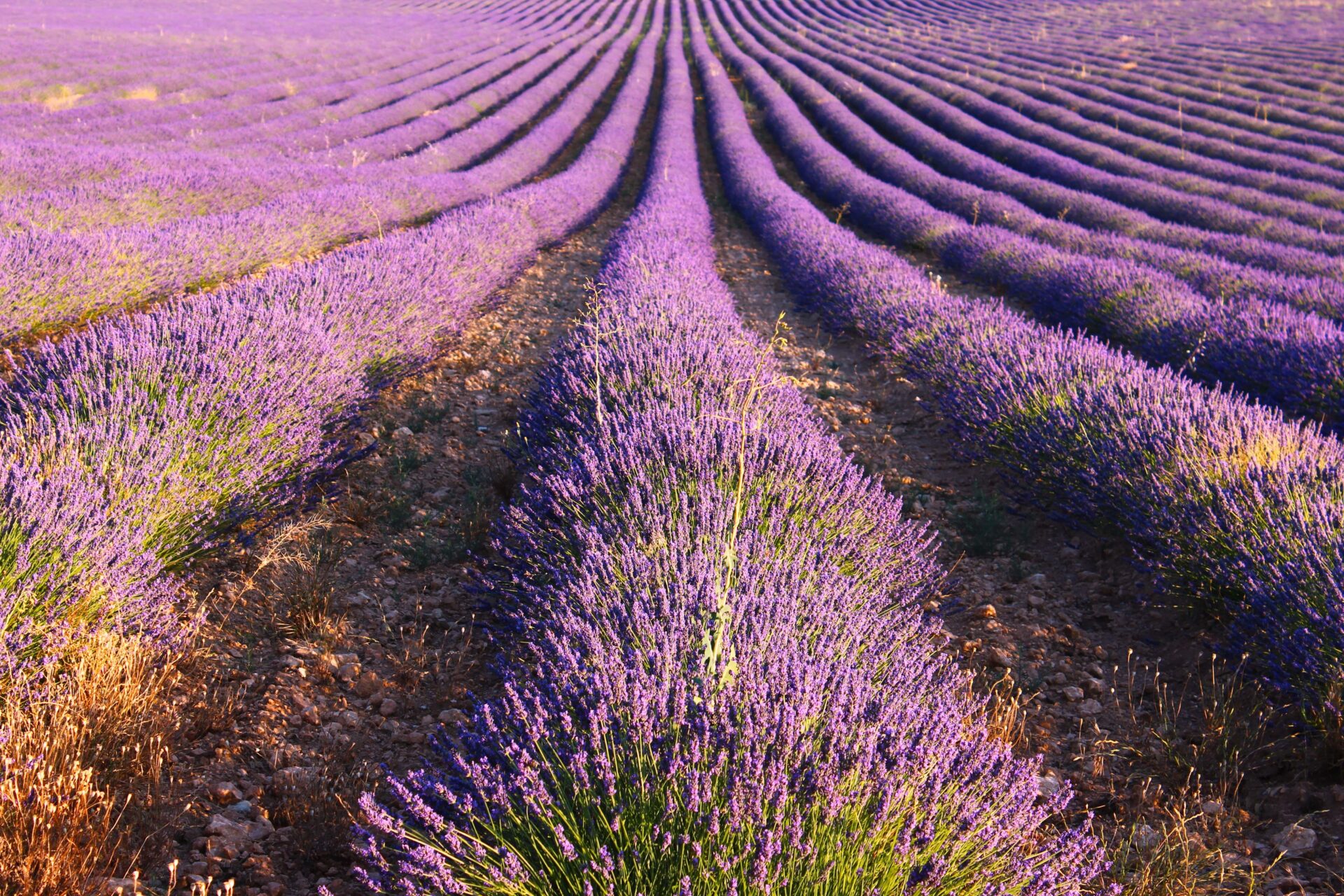 Campos de lavanda en la Provenza
