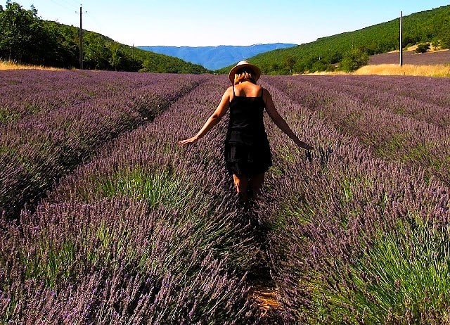 Campos de lavanda en la Provenza