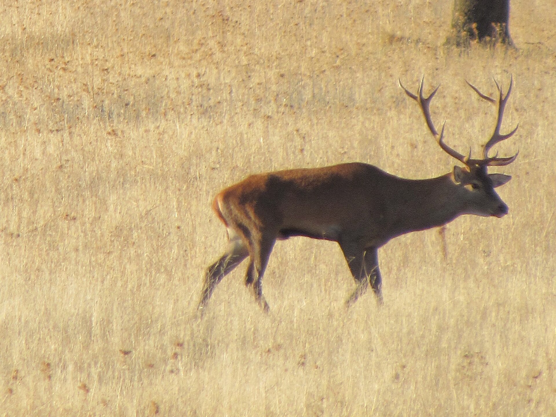 Ciervo macho