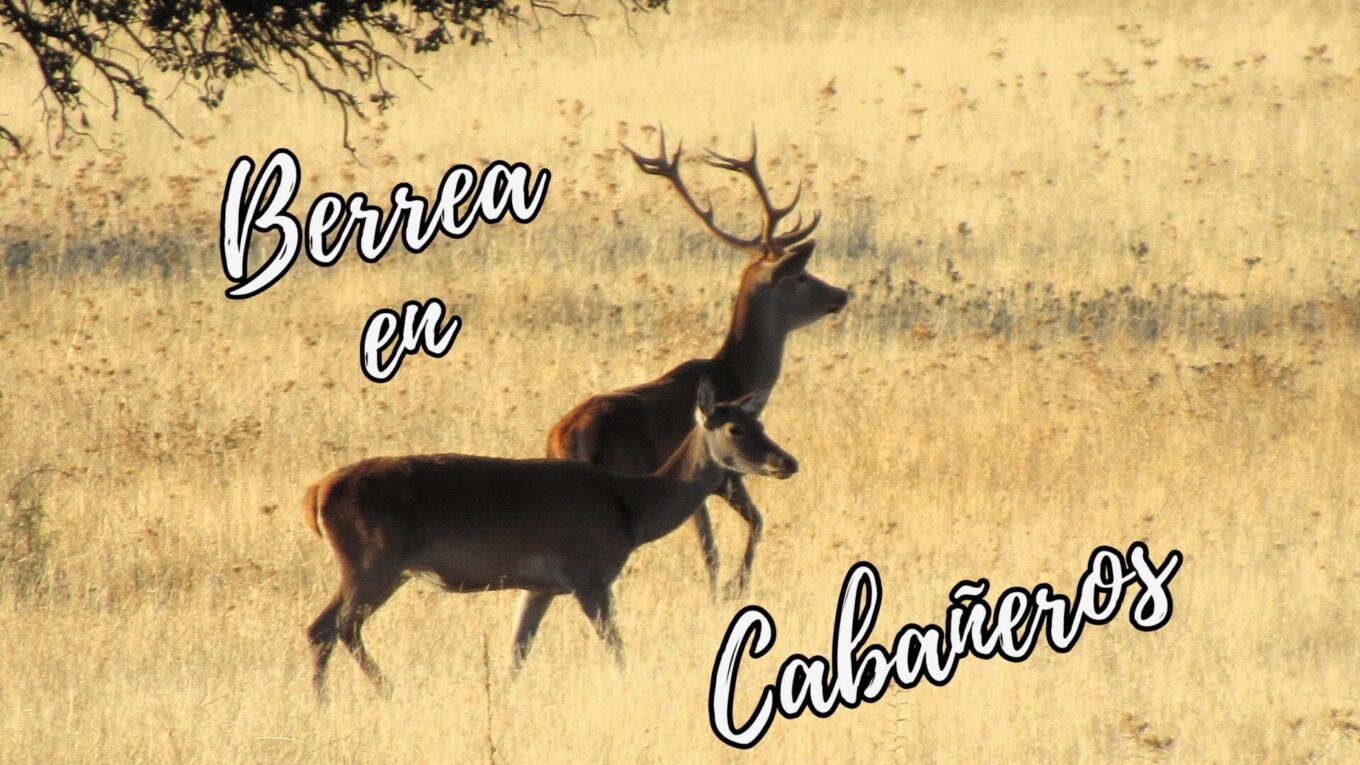 Berrea en Cabañeros