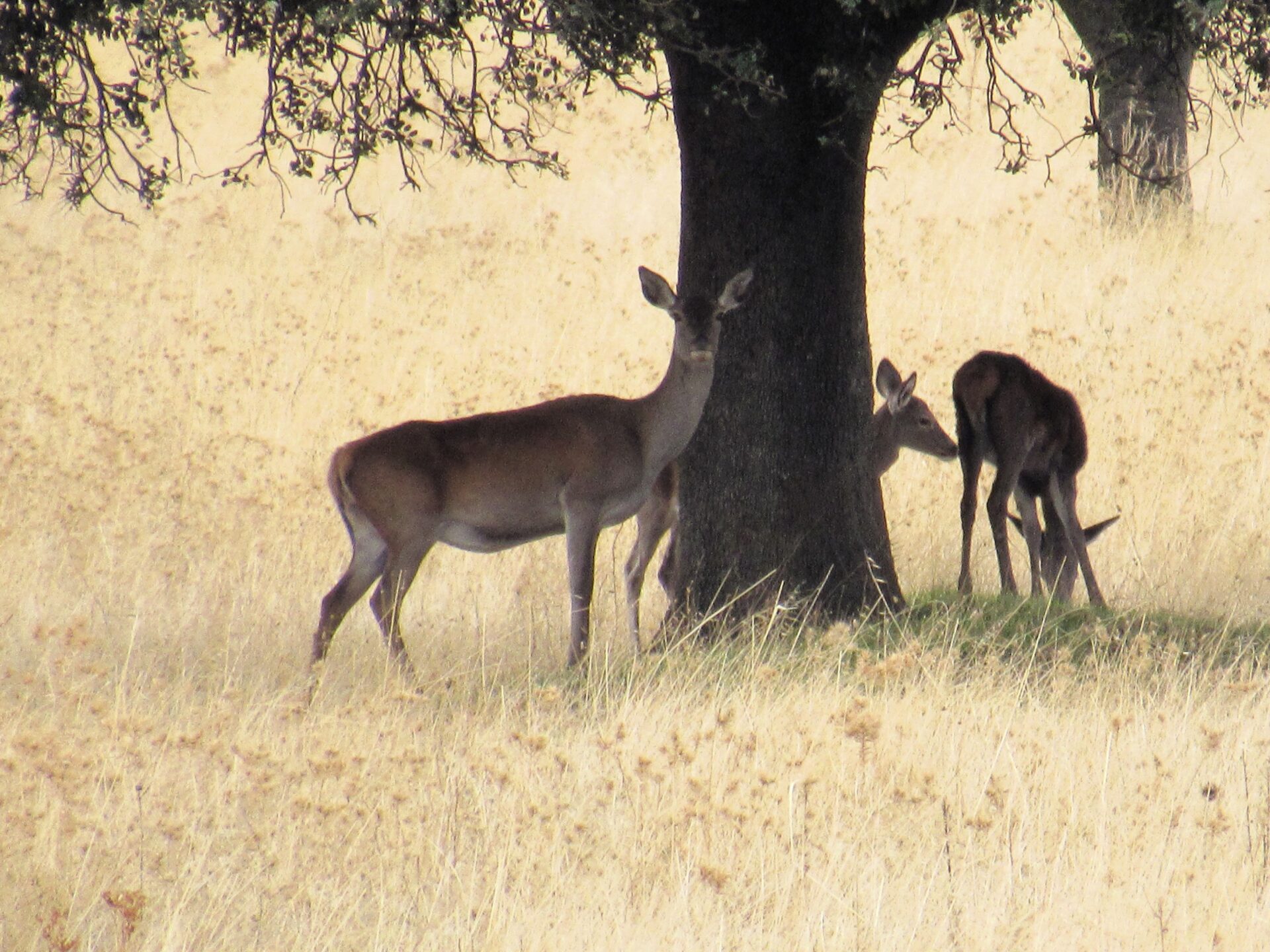 Raña de Cabañeros Berrea en Cabañeros