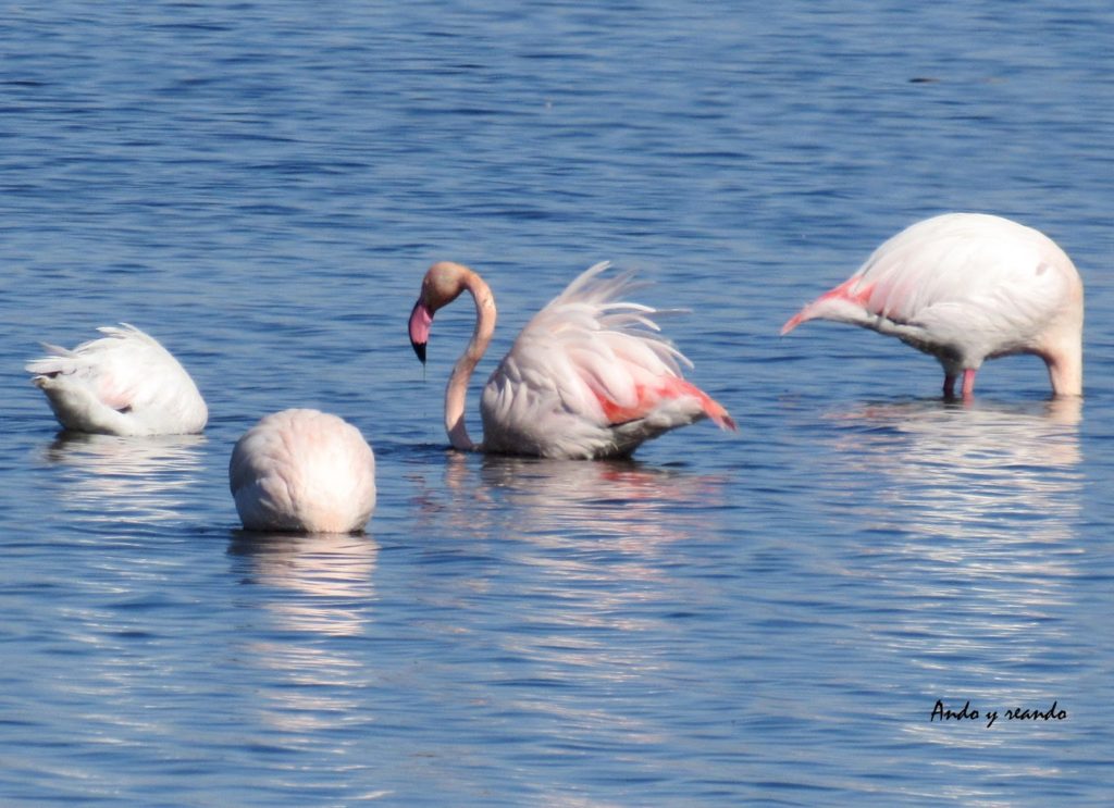 Flamencos en la Laguna de Navaseca (Ciudad Real)