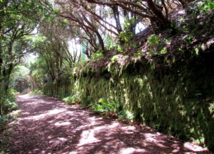 Ruta de los Enigmas en el Parque Rural de Anaga Pared de musgo Ruta de los Enigmas en el Parque Rural de Anaga