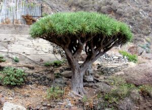 Drago Drago de Tenerife