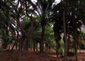 Palmeral en el Jardín Botánico de Vallehermoso Jardín Botánico de Vallehermoso