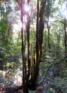 Parque Nacional de Garajonay Árboles cubiertos de musgo en Garajonay
