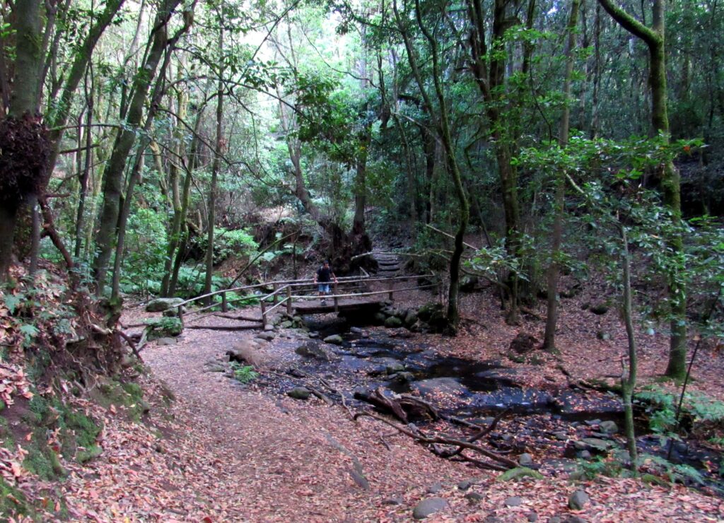 Ruta por el riachuelo del Cedro. Parque Nacional de Garajonay Riachuelo del Cedro en el Parque Nacional de Garajonay