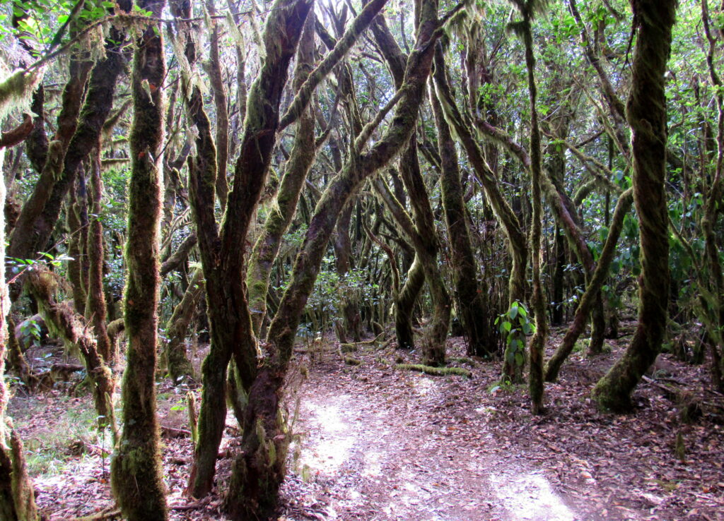 Bosque de laurisilva en el Parque Nacional de Garajonay Bosque de Laurisilva en La Gomera