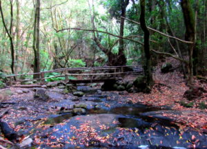 Ruta la ermita en Garajonay Puente en la ruta la ermita