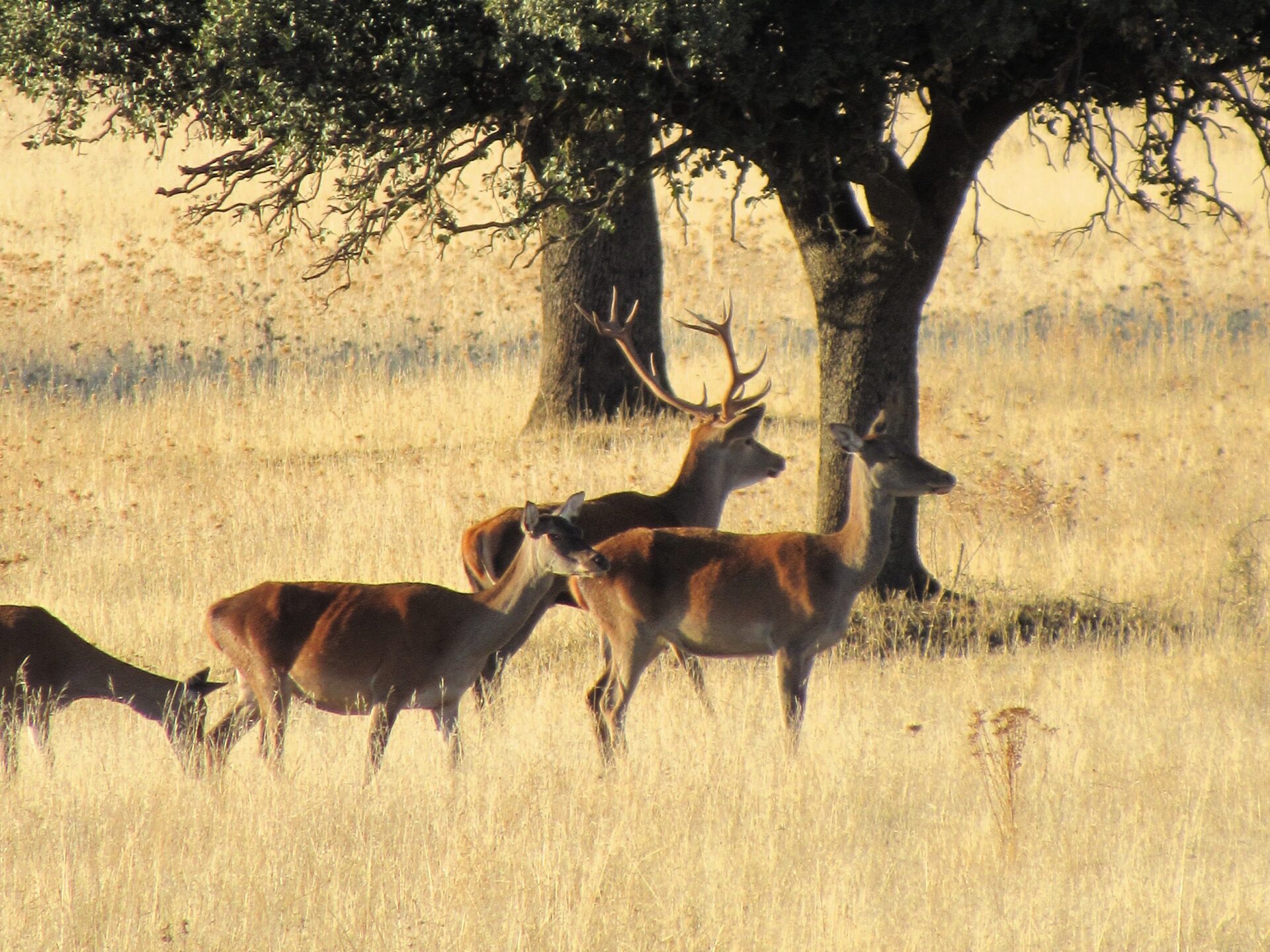 Berrea en Cabañeros Rutas de senderismo en Cabañeros