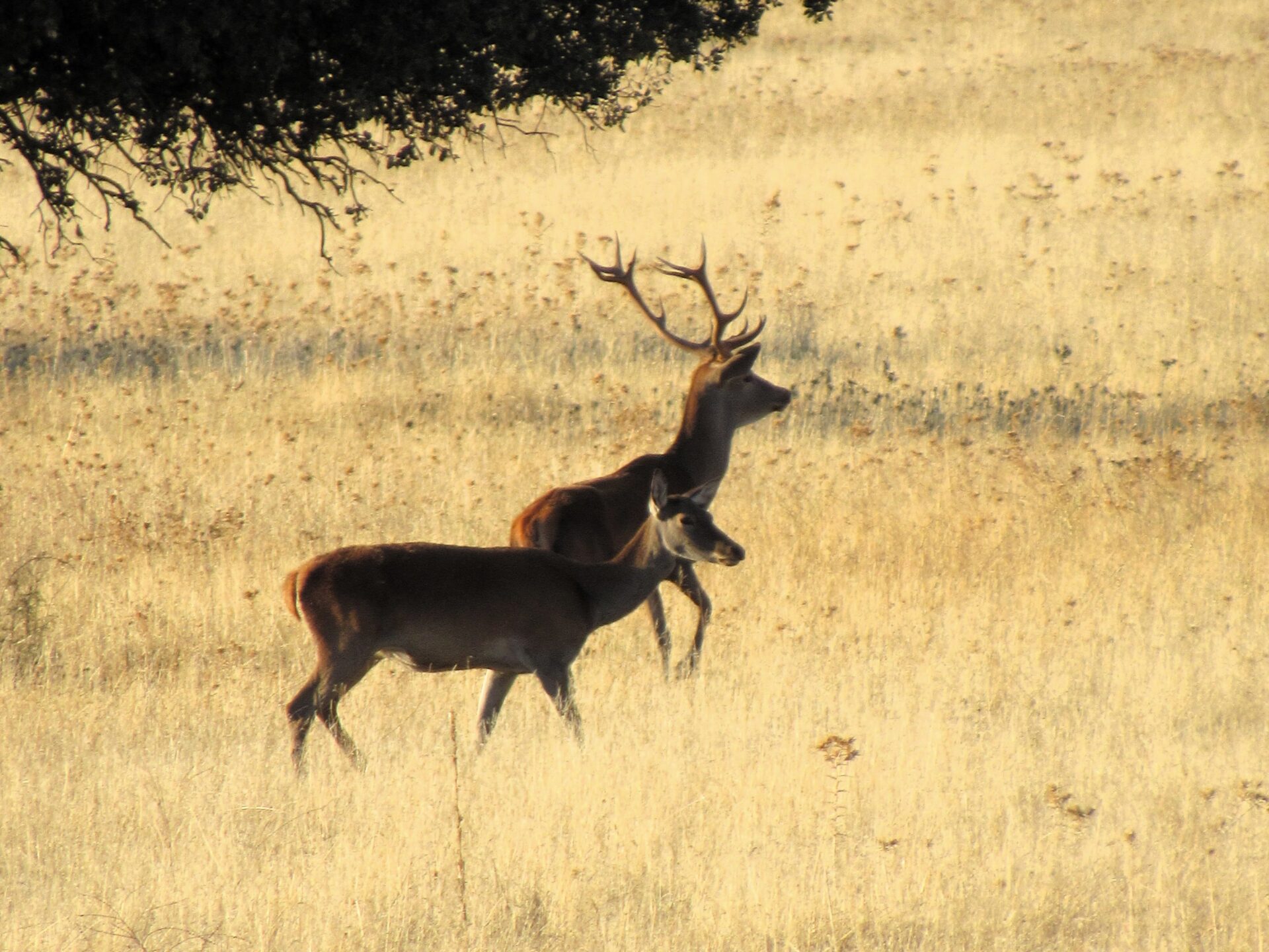 Ciervo macho y hembra en los Montes de Toledo Ciervo macho y hembra