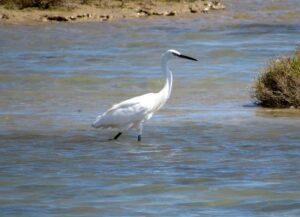 Aves en Formentera Garceta en Formentera