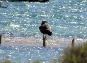 Águila Pescadora en Formentera Águila pescadora en el Parque Natural de las Sabinas