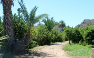 Valle de Ricote qué ver Valle de Ricote cítricos y palmeras