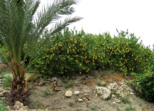 Qué ver y hacer en Ricote Limoneros del valle de Ricote