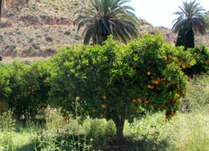 Qué hacer en el Valle de Ricote Naranjos y palmeras Valle de Ricote