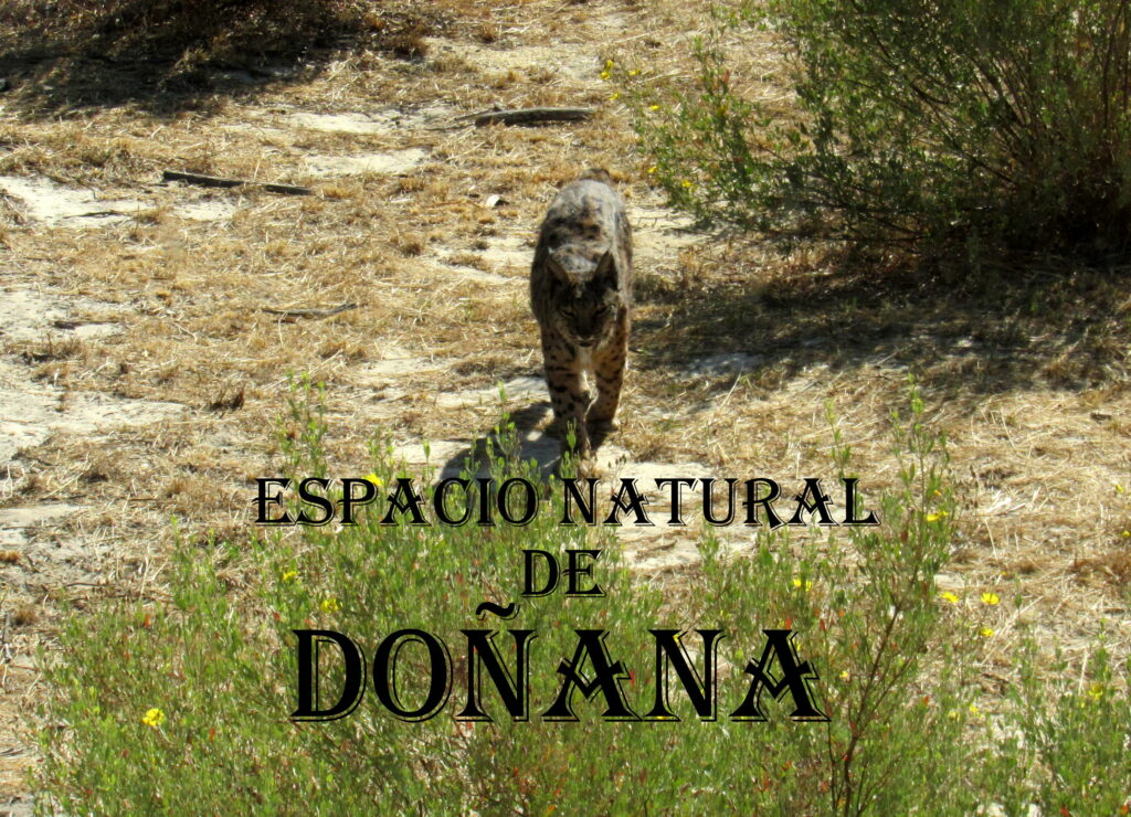 Doñana Huelva Lince en Doñana