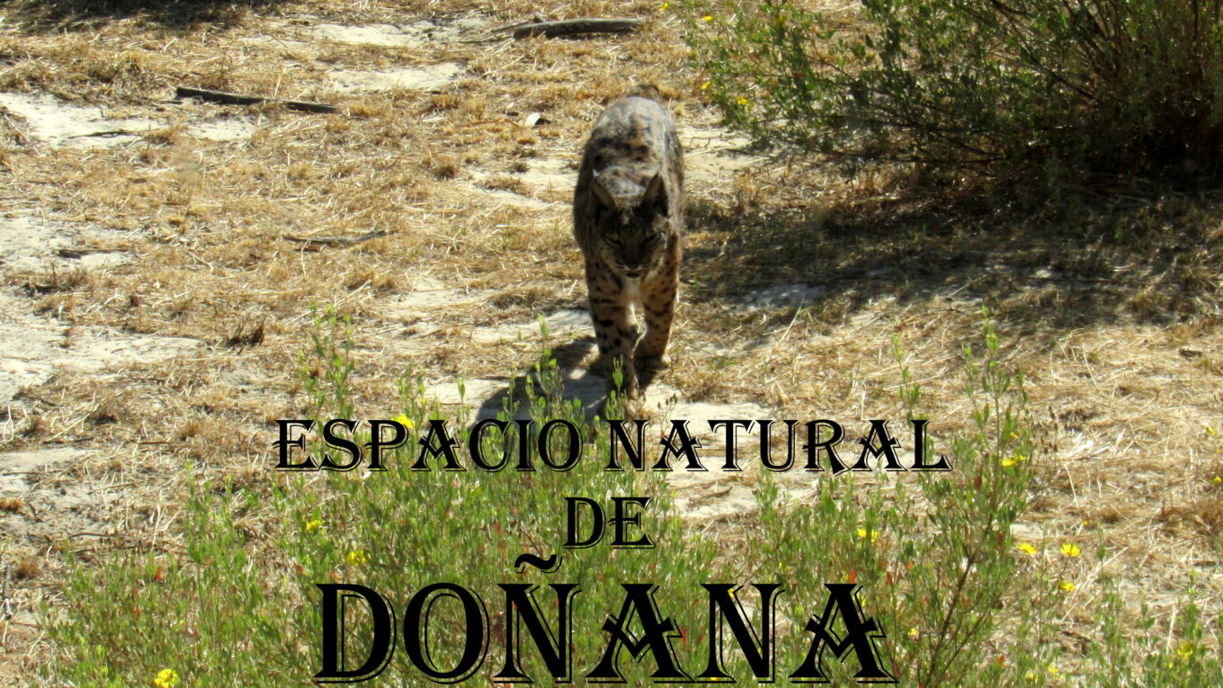 Lince en Doñana