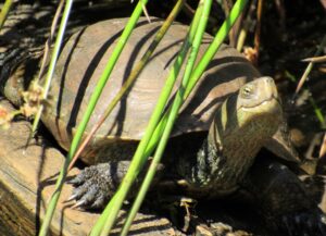 Qué ver y hacer en Doñana Tortuga en el Centro de visitantes el Acebuche