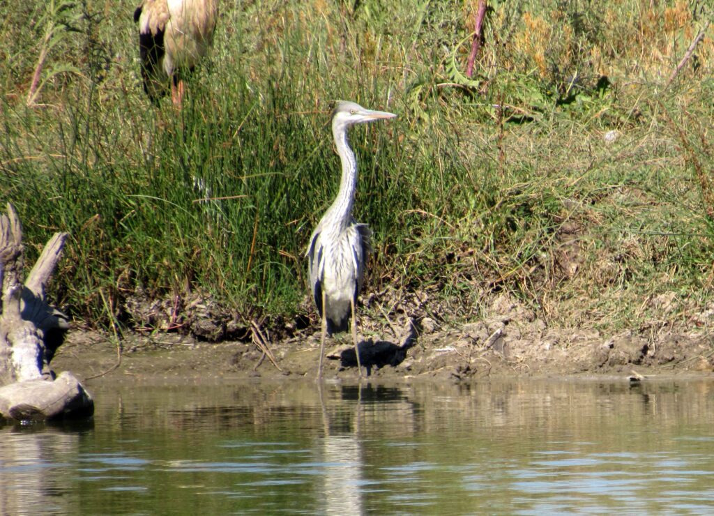 garza real en el Algarve