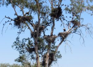 Qué ver Doñana Cigüeñas Dehesa de Abajo