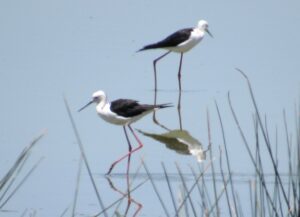 Qué ver y hacer en Doñana Cigüeñuelas en Doñana