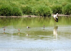 Dónde ver aves en el Algarve