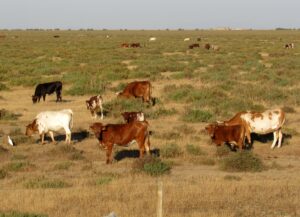 Vacas mostrencas en Doñana