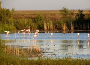 Qué ver y hacer Doñana Centro de Visitantes José Antonio Valverde
