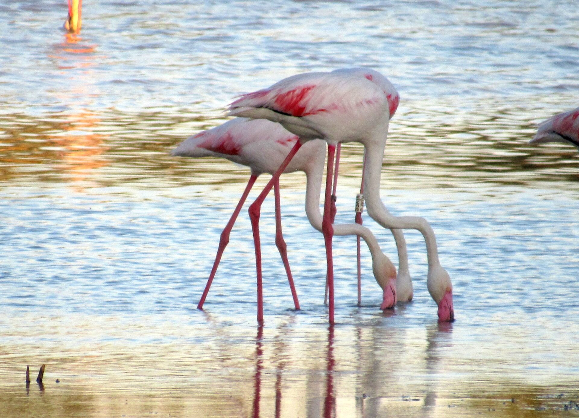 Qué ver en Costa de la Luz Huelva Flamencos en la costa de la Luz en Huelva