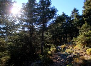 Rutas entre pinsapos Sierra de las Nieves