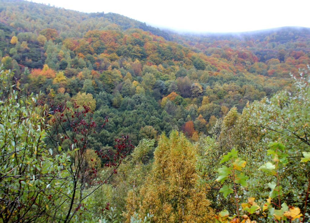 Bosques de otoño en Busmayor El Bierzo