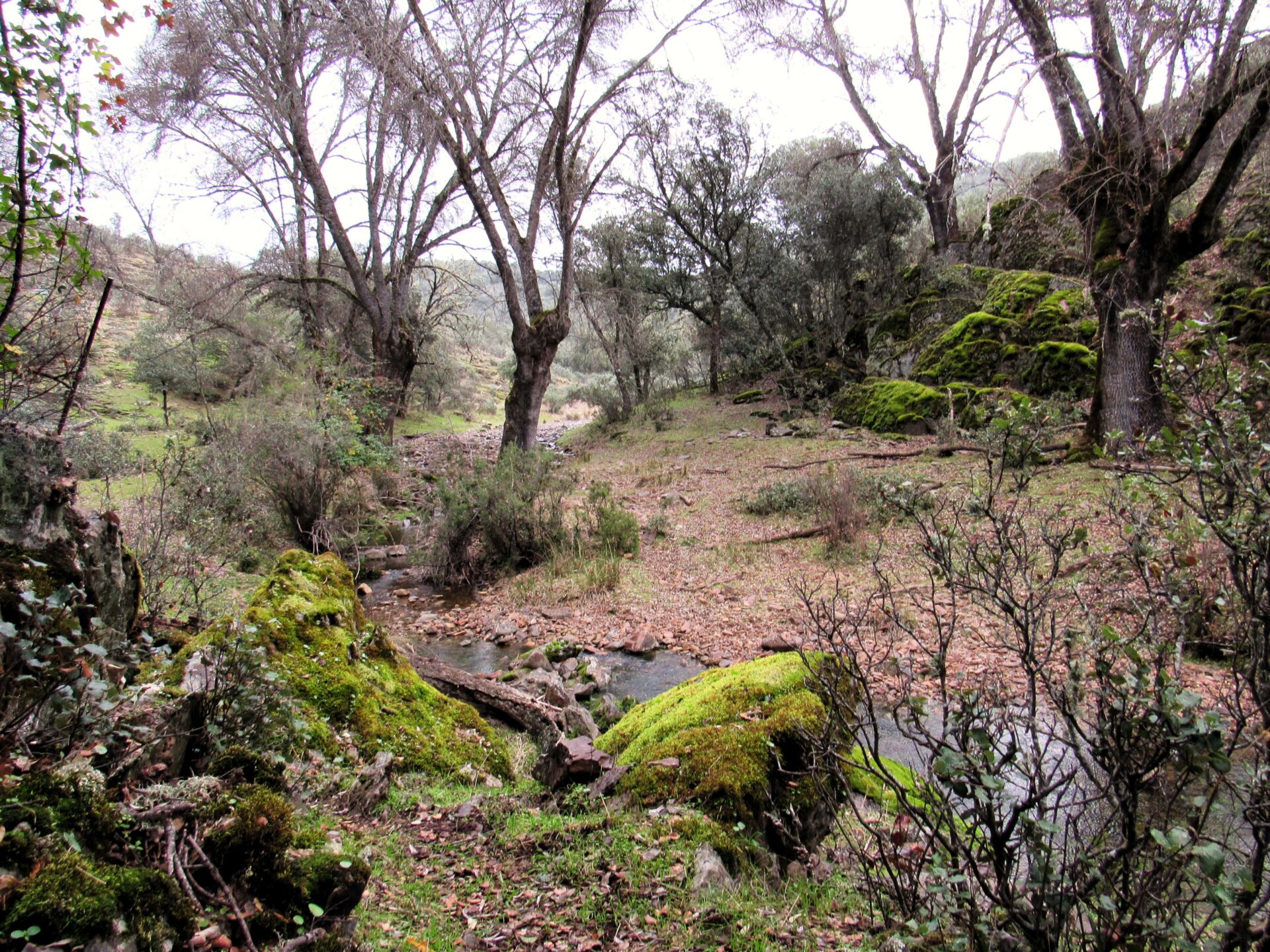 Qué ver en Cabañeros