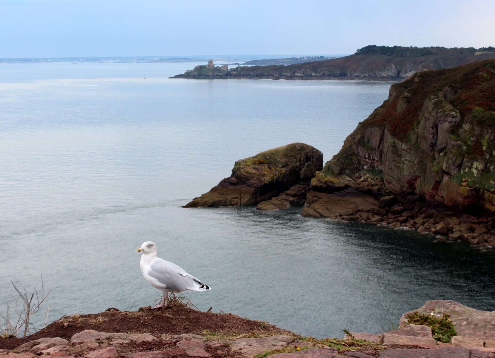 Gaviota plateada en los acantilados de Cap Fréhel 