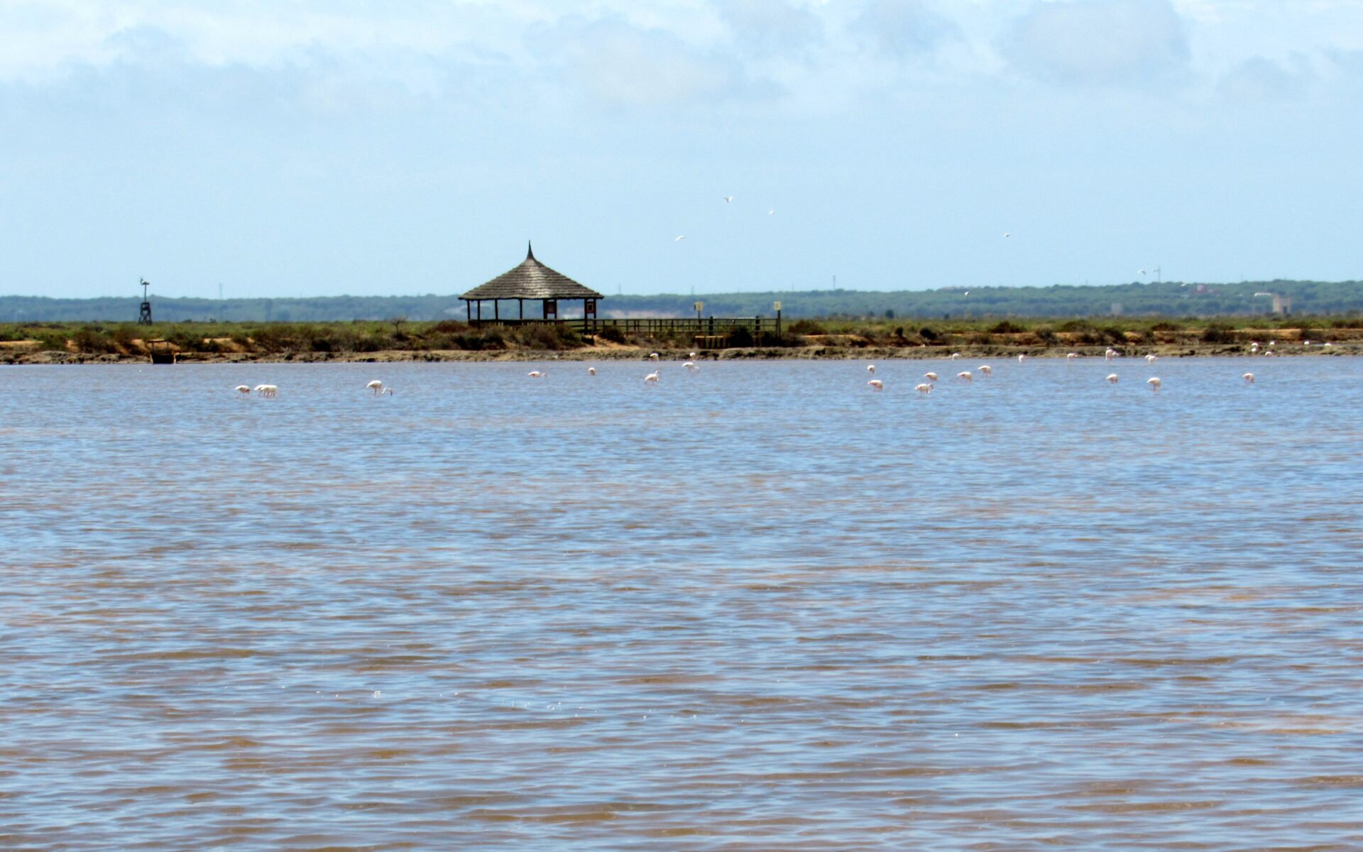 Qué ver en las Marismas del Odiel