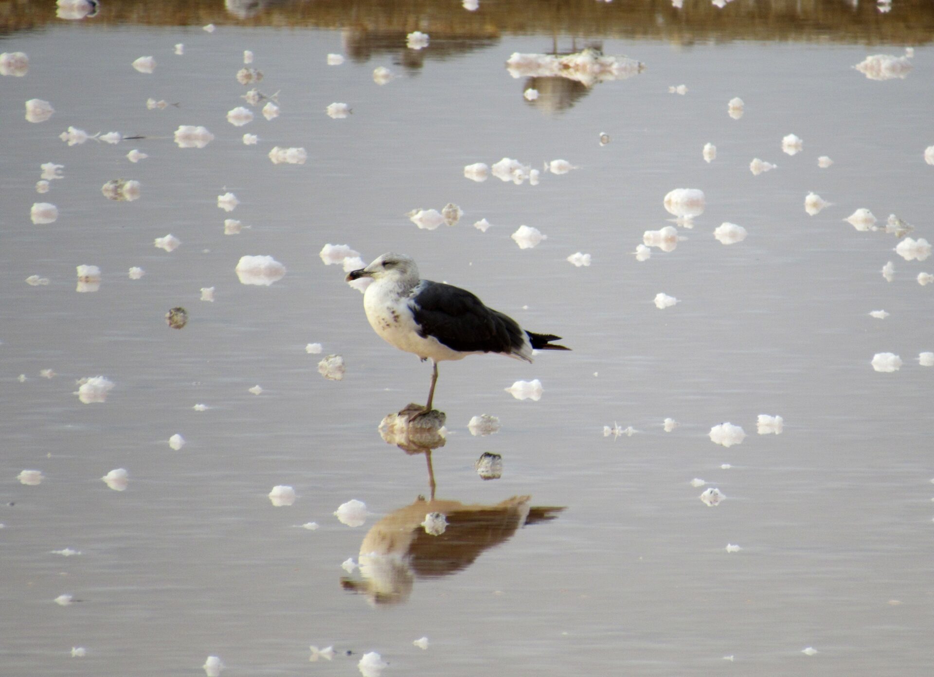 Salinas de Isla Cristina Huelva