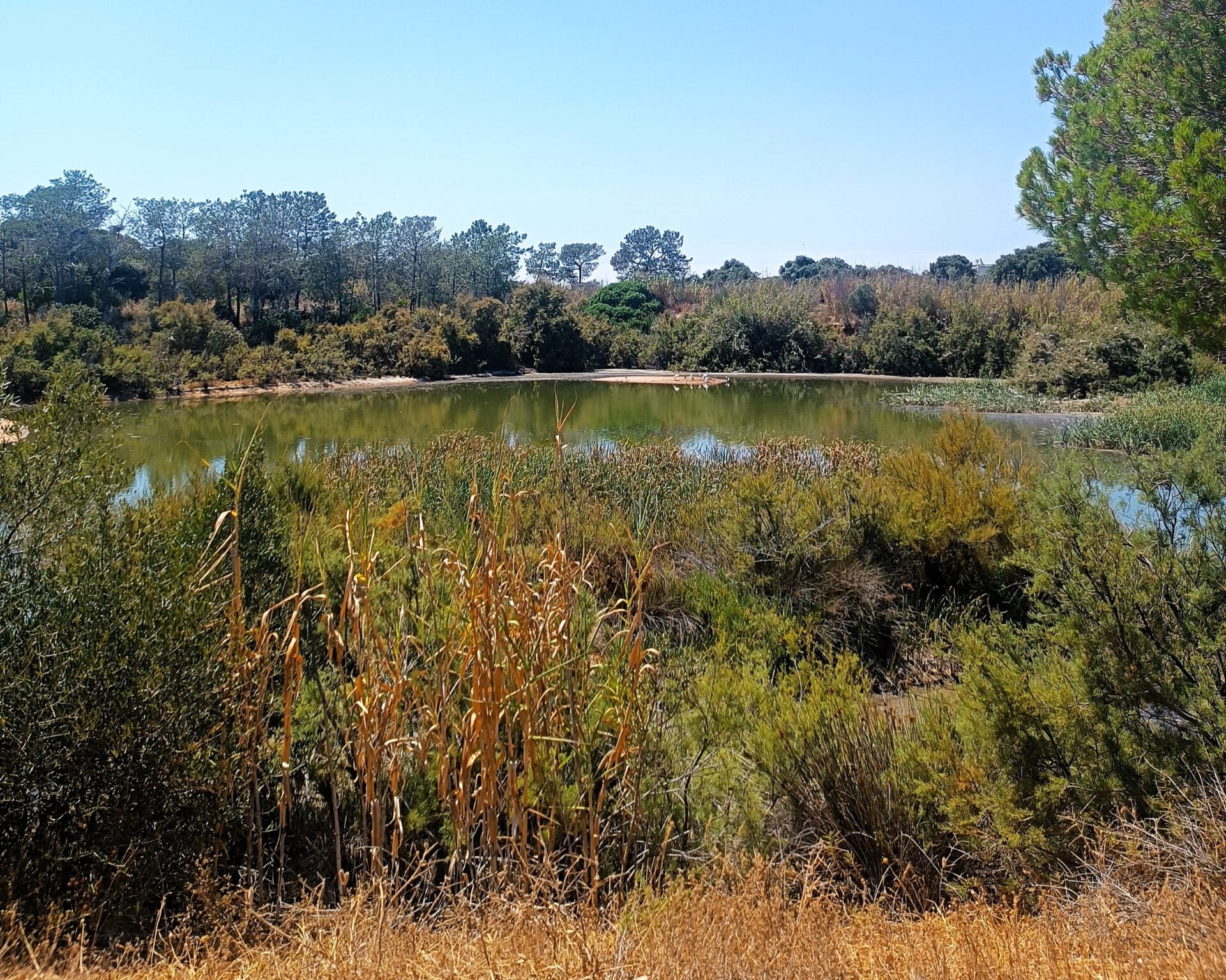 Visitar el Parque Natural da Ría Formosa 