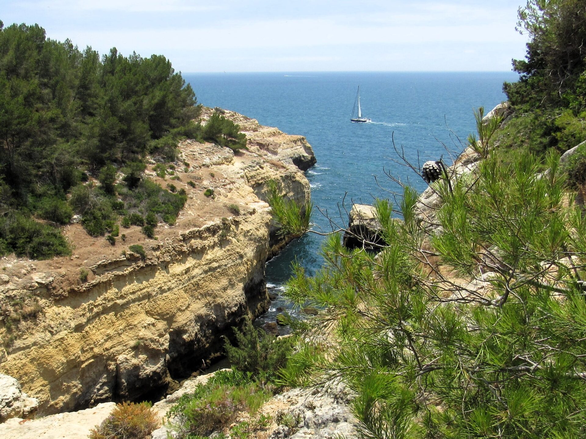 Costa con pinos en Portugal 