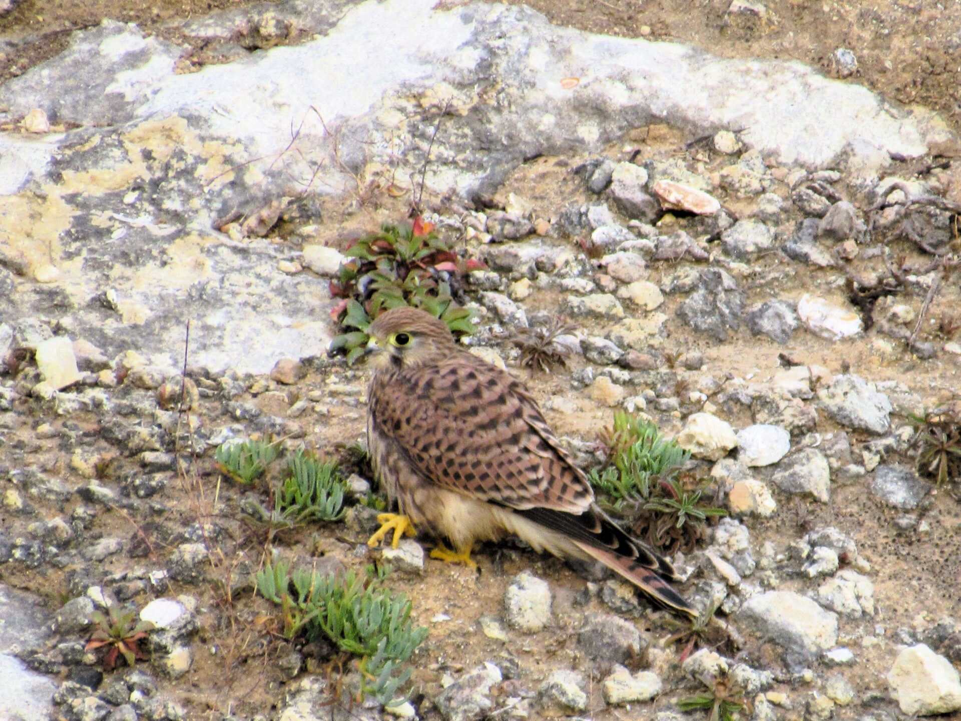 Cernícalo en el Algarve Portugal 