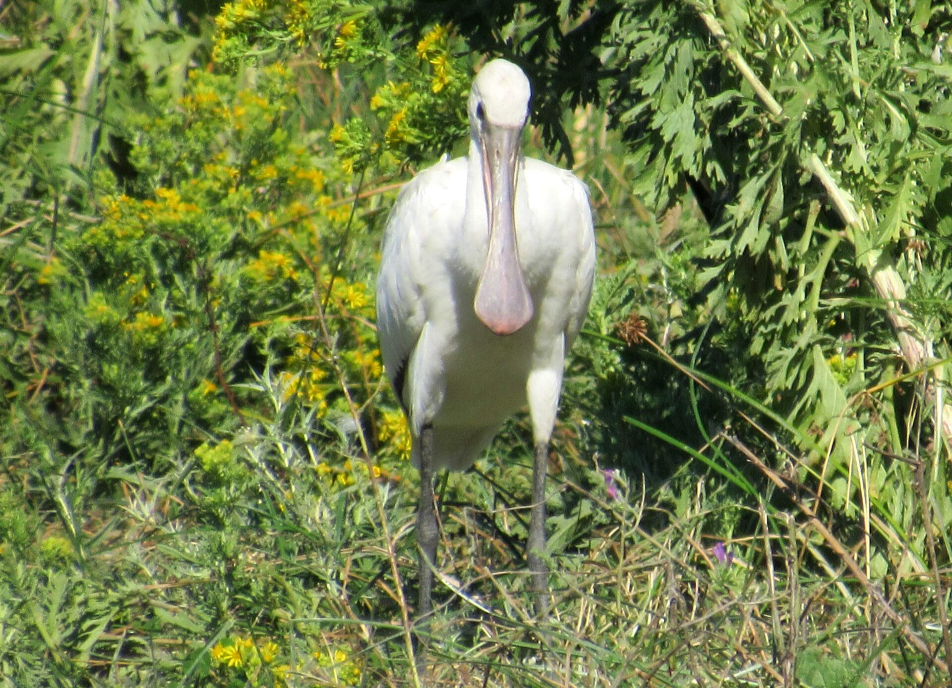Aves de las Marismas del Odiel Espátula en las Marismas del Odiel