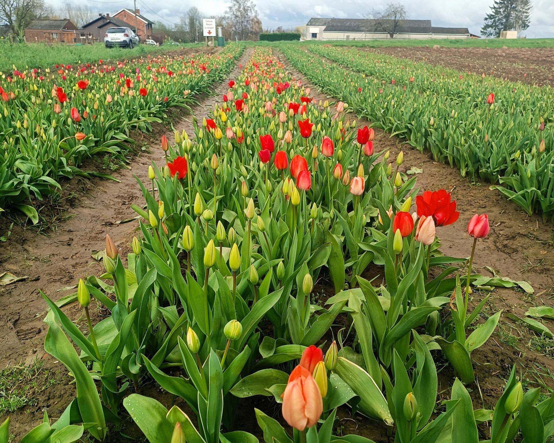 Campos de tulipanes en Valonia (Bélgica)