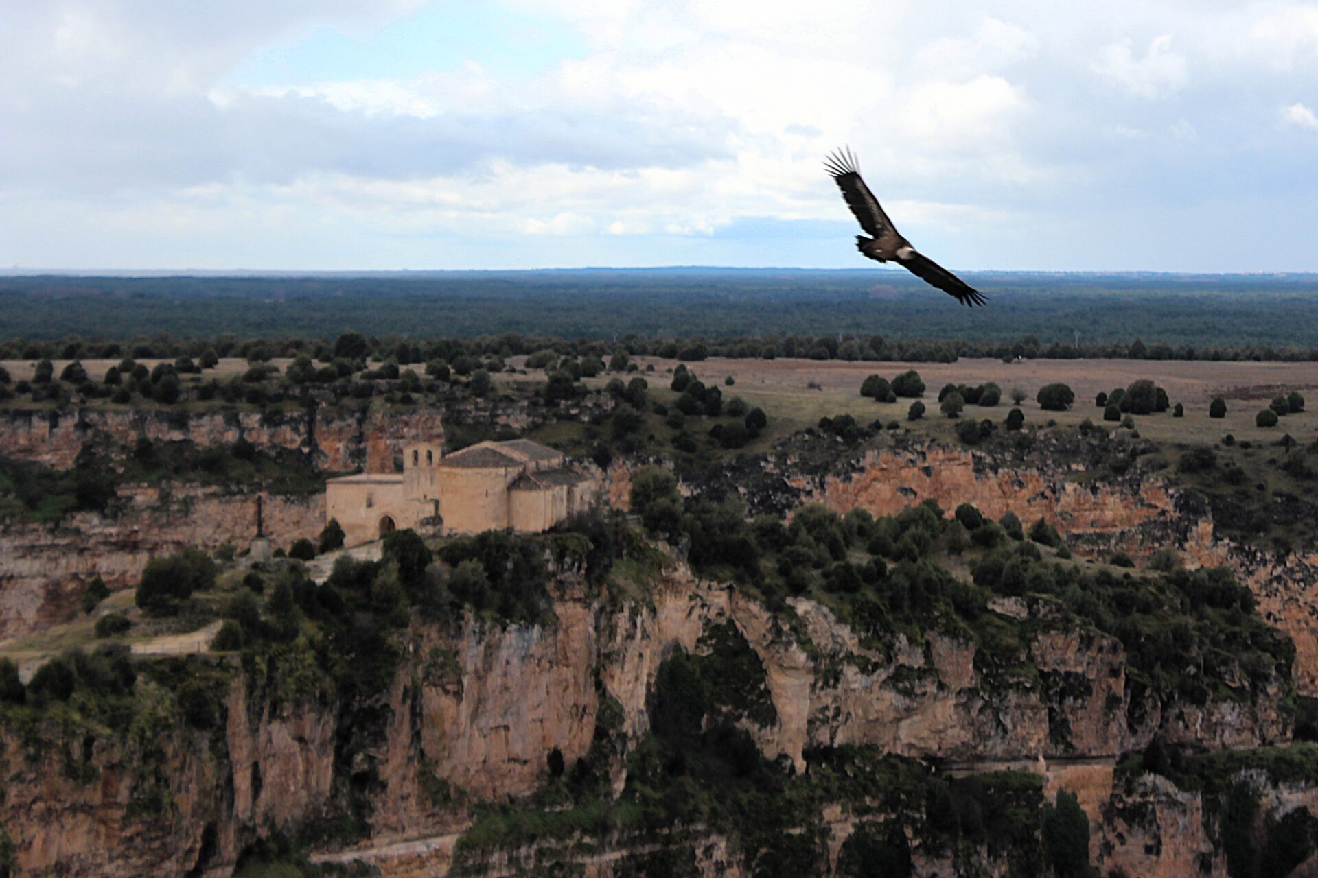 Buitre leonado y ermita de San Frutos en Segovia